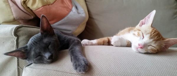 Berlioz i Toulouse 1