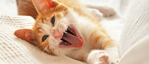 Berlioz i Toulouse 2