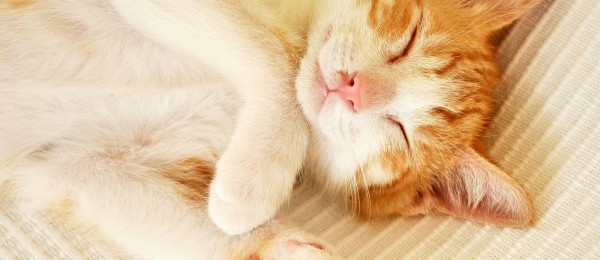 Berlioz i Toulouse 3