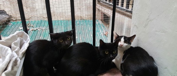 Walter, Puffy i Draky