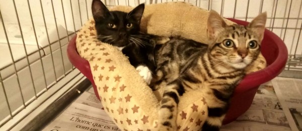 Atreyu_i_Emperatriz1