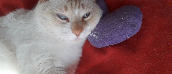 honey110218_