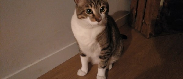 melo1