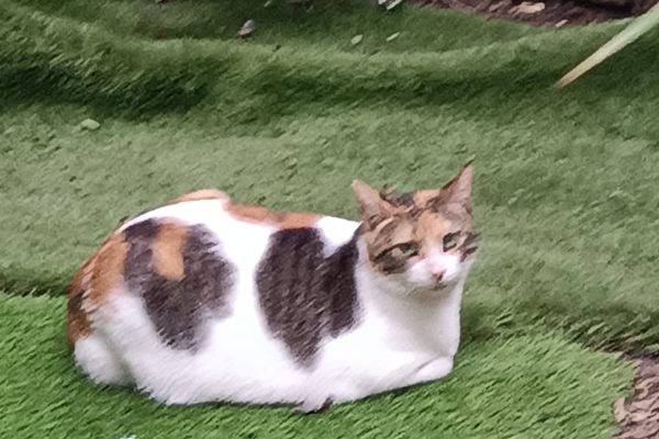 Pipa