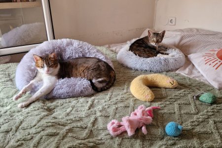 Zeus & Doraimon